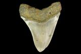 3.69" Fossil Megalodon Tooth - North Carolina - #131562-2